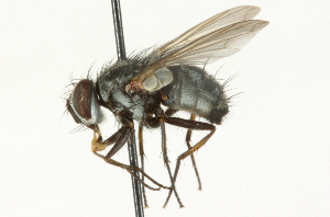  ( - CNC DIPTERA 104653)  @13 [ ] CreativeCommons - Attribution (2011) CNC/CBG Photography Group Centre for Biodiversity Genomics