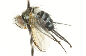  ( - CNC DIPTERA 104666)  @13 [ ] CreativeCommons - Attribution (2011) CNC/CBG Photography Group Centre for Biodiversity Genomics