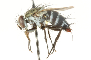  ( - CNC DIPTERA 104667)  @11 [ ] CreativeCommons - Attribution (2011) CNC/CBG Photography Group Centre for Biodiversity Genomics