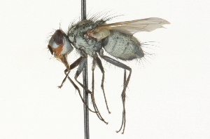  ( - CNC DIPTERA 104716)  @13 [ ] CreativeCommons - Attribution (2011) CNC/CBG Photography Group Centre for Biodiversity Genomics
