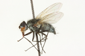  ( - CNC DIPTERA 104718)  @13 [ ] CreativeCommons - Attribution (2011) CNC/CBG Photography Group Centre for Biodiversity Genomics