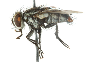  ( - CNC DIPTERA 104785)  @14 [ ] CreativeCommons - Attribution (2011) CNC/CBG Photography Group Centre for Biodiversity Genomics