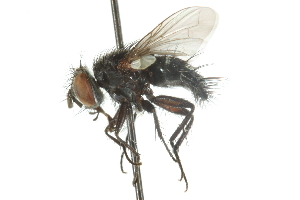  ( - CNC DIPTERA 104870)  @11 [ ] CreativeCommons - Attribution (2011) CNC/CBG Photography Group Centre for Biodiversity Genomics