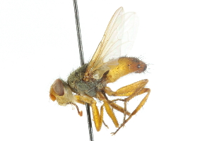  ( - CNC DIPTERA 104895)  @13 [ ] CreativeCommons - Attribution (2011) CNC/CBG Photography Group Centre for Biodiversity Genomics