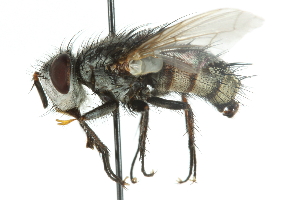  ( - CNC DIPTERA 104911)  @11 [ ] CreativeCommons - Attribution (2011) CNC/CBG Photography Group Centre for Biodiversity Genomics