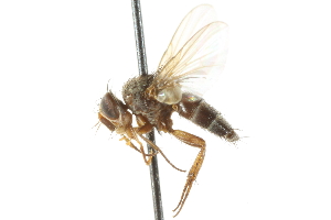  ( - CNC DIPTERA 104934)  @13 [ ] CreativeCommons - Attribution (2011) CNC/CBG Photography Group Centre for Biodiversity Genomics