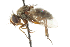  ( - CNC DIPTERA 104936)  @13 [ ] CreativeCommons - Attribution (2011) CNC/CBG Photography Group Centre for Biodiversity Genomics