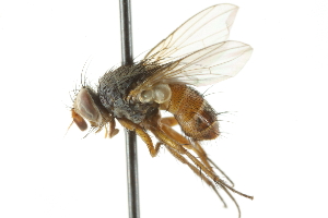 (Ceromya ontario - CNC DIPTERA 104962)  @14 [ ] CreativeCommons - Attribution (2011) CNC/CBG Photography Group Centre for Biodiversity Genomics