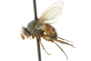  ( - CNC DIPTERA 104963)  @13 [ ] CreativeCommons - Attribution (2011) CNC/CBG Photography Group Centre for Biodiversity Genomics