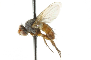  ( - CNC DIPTERA 104964)  @13 [ ] CreativeCommons - Attribution (2011) CNC/CBG Photography Group Centre for Biodiversity Genomics