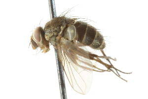  ( - CNC DIPTERA 104965)  @11 [ ] CreativeCommons - Attribution (2011) CNC/CBG Photography Group Centre for Biodiversity Genomics