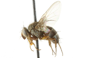  ( - CNC DIPTERA 104966)  @11 [ ] CreativeCommons - Attribution (2011) CNC/CBG Photography Group Centre for Biodiversity Genomics