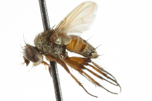  ( - CNC DIPTERA 105002)  @11 [ ] CreativeCommons - Attribution (2011) CNC/CBG Photography Group Centre for Biodiversity Genomics