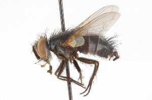  ( - CNC DIPTERA 105117)  @13 [ ] CreativeCommons - Attribution (2011) CNC/CBG Photography Group Centre for Biodiversity Genomics