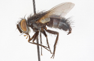  ( - CNC DIPTERA 105120)  @13 [ ] CreativeCommons - Attribution (2011) CNC/CBG Photography Group Centre for Biodiversity Genomics