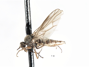  ( - CNC DIPTERA 103409)  @11 [ ] CreativeCommons - Attribution (2011) CNC/CBG Photography Group Centre for Biodiversity Genomics