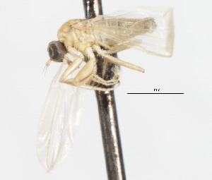  ( - CNC DIPTERA 105467)  @11 [ ] CreativeCommons - Attribution (2011) CNC/CBG Photography Group Centre for Biodiversity Genomics