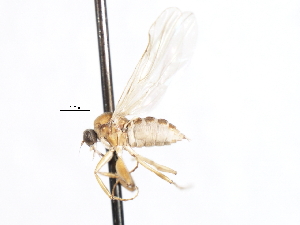  ( - CNC DIPTERA 105471)  @11 [ ] CreativeCommons - Attribution (2011) CNC/CBG Photography Group Centre for Biodiversity Genomics