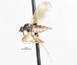  ( - CNC DIPTERA 105475)  @11 [ ] CreativeCommons - Attribution (2011) CNC/CBG Photography Group Centre for Biodiversity Genomics