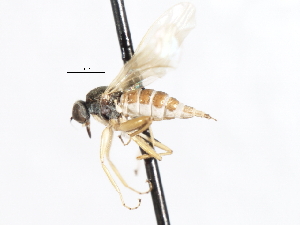  ( - CNC DIPTERA 105477)  @11 [ ] CreativeCommons - Attribution (2011) CNC/CBG Photography Group Centre for Biodiversity Genomics