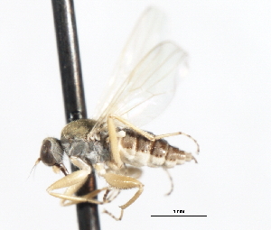  ( - CNC DIPTERA 105494)  @11 [ ] CreativeCommons - Attribution (2011) CNC/CBG Photography Group Centre for Biodiversity Genomics