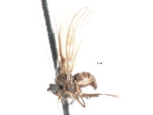  ( - CNC DIPTERA 103340)  @11 [ ] CreativeCommons - Attribution (2011) CNC/CBG Photography Group Centre for Biodiversity Genomics