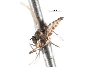  ( - CNC DIPTERA 103341)  @11 [ ] CreativeCommons - Attribution (2011) CNC/CBG Photography Group Centre for Biodiversity Genomics
