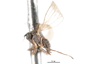  ( - CNC DIPTERA 103360)  @11 [ ] CreativeCommons - Attribution (2011) CNC/CBG Photography Group Centre for Biodiversity Genomics