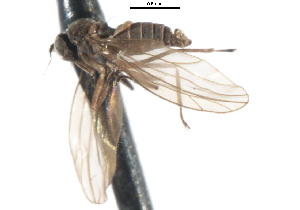  ( - CNC DIPTERA 103362)  @11 [ ] CreativeCommons - Attribution (2011) CNC/CBG Photography Group Centre for Biodiversity Genomics