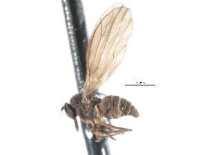  ( - CNC DIPTERA 103363)  @11 [ ] CreativeCommons - Attribution (2011) CNC/CBG Photography Group Centre for Biodiversity Genomics