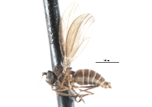  (Asymphyloptera sp. 18 - CNC DIPTERA 103377)  @11 [ ] CreativeCommons - Attribution (2011) CNC/CBG Photography Group Centre for Biodiversity Genomics
