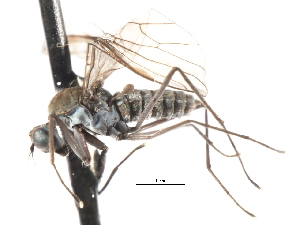  ( - CNC DIPTERA 103596)  @13 [ ] CreativeCommons - Attribution (2011) CNC/CBG Photography Group Centre for Biodiversity Genomics