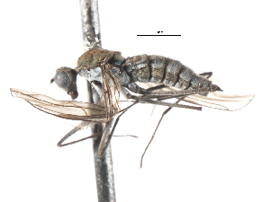  ( - CNC DIPTERA 103597)  @12 [ ] CreativeCommons - Attribution (2011) CNC/CBG Photography Group Centre for Biodiversity Genomics
