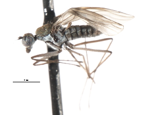  ( - CNC DIPTERA 103598)  @12 [ ] CreativeCommons - Attribution (2011) CNC/CBG Photography Group Centre for Biodiversity Genomics