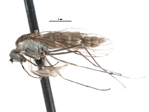  ( - CNC DIPTERA 103803)  @11 [ ] CreativeCommons - Attribution (2011) CNC/CBG Photography Group Centre for Biodiversity Genomics