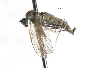  ( - CNC DIPTERA 103806)  @11 [ ] CreativeCommons - Attribution (2011) CNC/CBG Photography Group Centre for Biodiversity Genomics