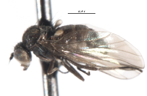  ( - CNC DIPTERA 105307)  @12 [ ] CreativeCommons - Attribution (2011) CNC/CBG Photography Group Centre for Biodiversity Genomics