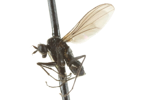  ( - CNC DIPTERA 105341)  @12 [ ] CreativeCommons - Attribution (2011) CNC/CBG Photography Group Centre for Biodiversity Genomics