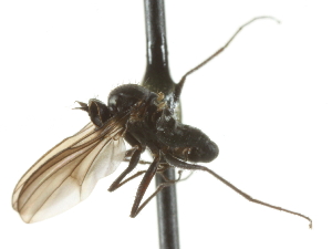  ( - CNC DIPTERA 105342)  @12 [ ] CreativeCommons - Attribution (2011) CNC/CBG Photography Group Centre for Biodiversity Genomics