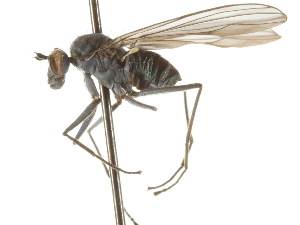  ( - CNC DIPTERA 105346)  @13 [ ] CreativeCommons - Attribution (2011) CNC/CBG Photography Group Centre for Biodiversity Genomics