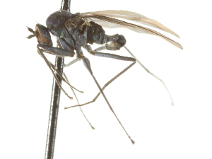 ( - CNC DIPTERA 105347)  @13 [ ] CreativeCommons - Attribution (2011) CNC/CBG Photography Group Centre for Biodiversity Genomics