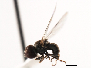  ( - CNC DIPTERA 10185)  @12 [ ] CreativeCommons - Attribution (2011) CNC/CBG Photography Group Centre for Biodiversity Genomics