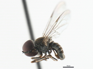  (Elmohardyia sp. NM1 - CNC DIPTERA 10233)  @13 [ ] CreativeCommons - Attribution (2011) CNC/CBG Photography Group Centre for Biodiversity Genomics
