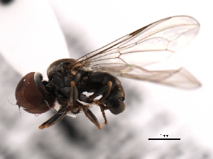  ( - CNC DIPTERA 10377)  @12 [ ] CreativeCommons - Attribution (2011) CNC/CBG Photography Group Centre for Biodiversity Genomics