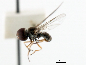  ( - CNC DIPTERA 106216)  @12 [ ] CreativeCommons - Attribution (2011) CNC/CBG Photography Group Centre for Biodiversity Genomics