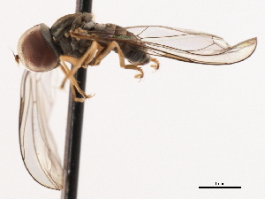  ( - CNC DIPTERA 106220)  @12 [ ] CreativeCommons - Attribution (2011) CNC/CBG Photography Group Centre for Biodiversity Genomics