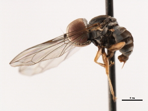  (Elmohardyia sp. NM2 - CNC DIPTERA 106221)  @13 [ ] CreativeCommons - Attribution (2011) CNC/CBG Photography Group Centre for Biodiversity Genomics
