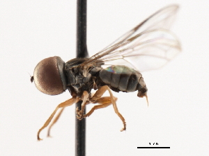  ( - CNC DIPTERA 106227)  @13 [ ] CreativeCommons - Attribution (2011) CNC/CBG Photography Group Centre for Biodiversity Genomics