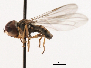  ( - CNC DIPTERA 106228)  @12 [ ] CreativeCommons - Attribution (2011) CNC/CBG Photography Group Centre for Biodiversity Genomics