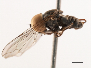  (Elmohardyia sp. AZ5 - CNC DIPTERA 106234)  @14 [ ] CreativeCommons - Attribution (2011) CNC/CBG Photography Group Centre for Biodiversity Genomics